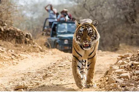 Jim Corbett – Wildlife Adventure in the Jungle